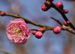 梅斯欲奋力一搏，面对劲旅里尔的简单介绍
